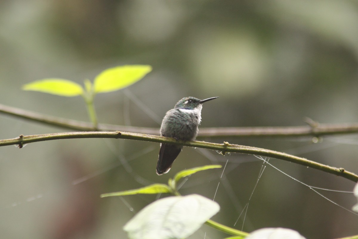 Colibrí Picocuña Occidental - ML617077429