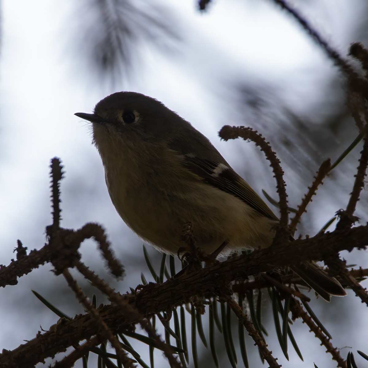 Ruby-crowned Kinglet - ML617077432