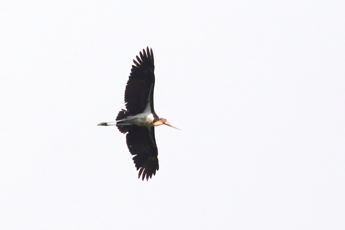 Lesser Adjutant - ML617077506