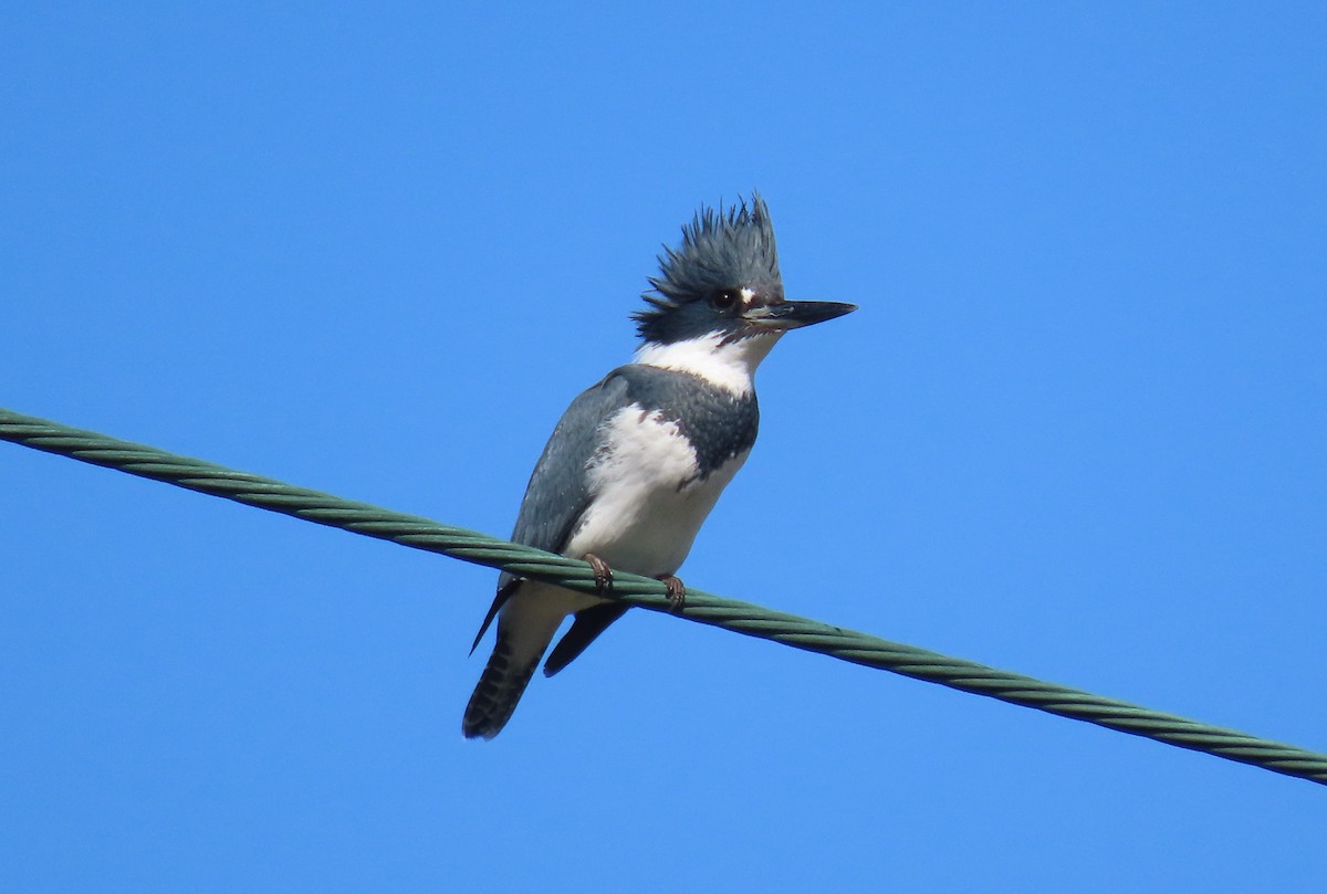 Belted Kingfisher - ML617077551