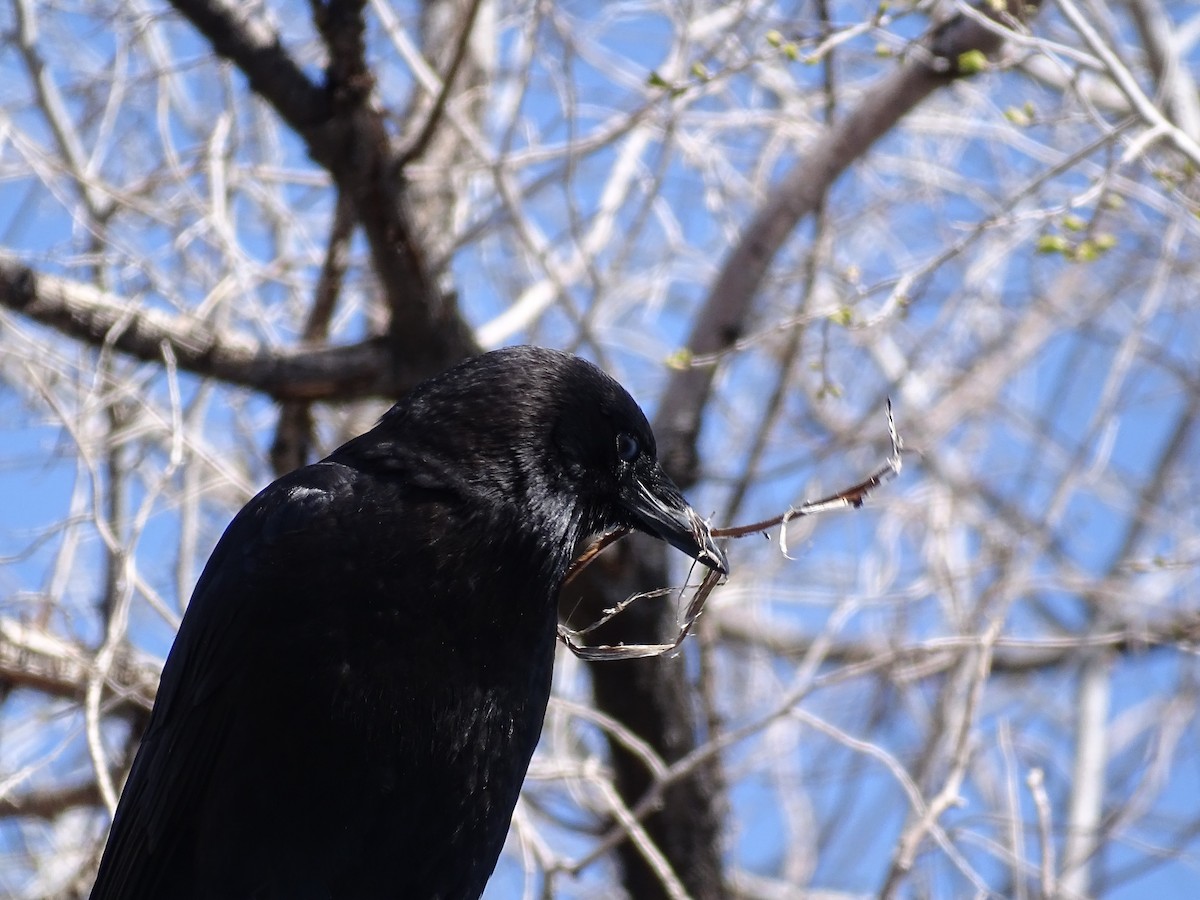 American Crow - Teri Ligon