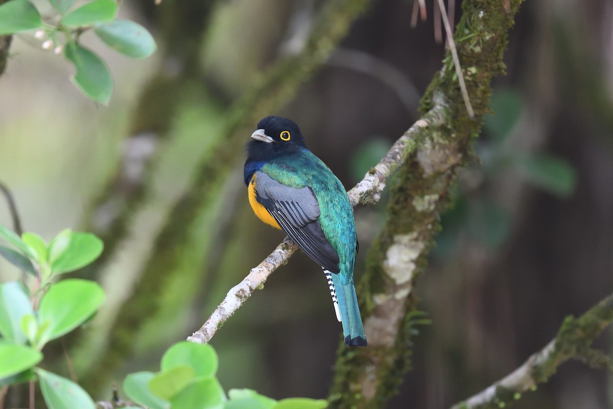 Mor Trogon - ML617077567