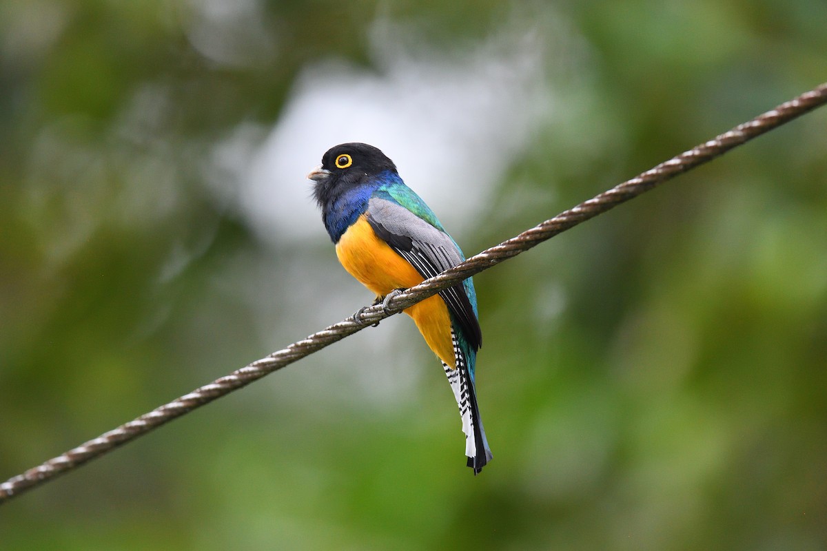 Gartered Trogon - ML617077570