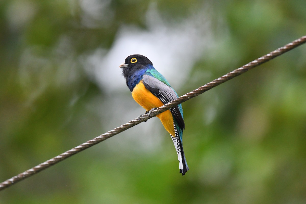 Mor Trogon - ML617077571