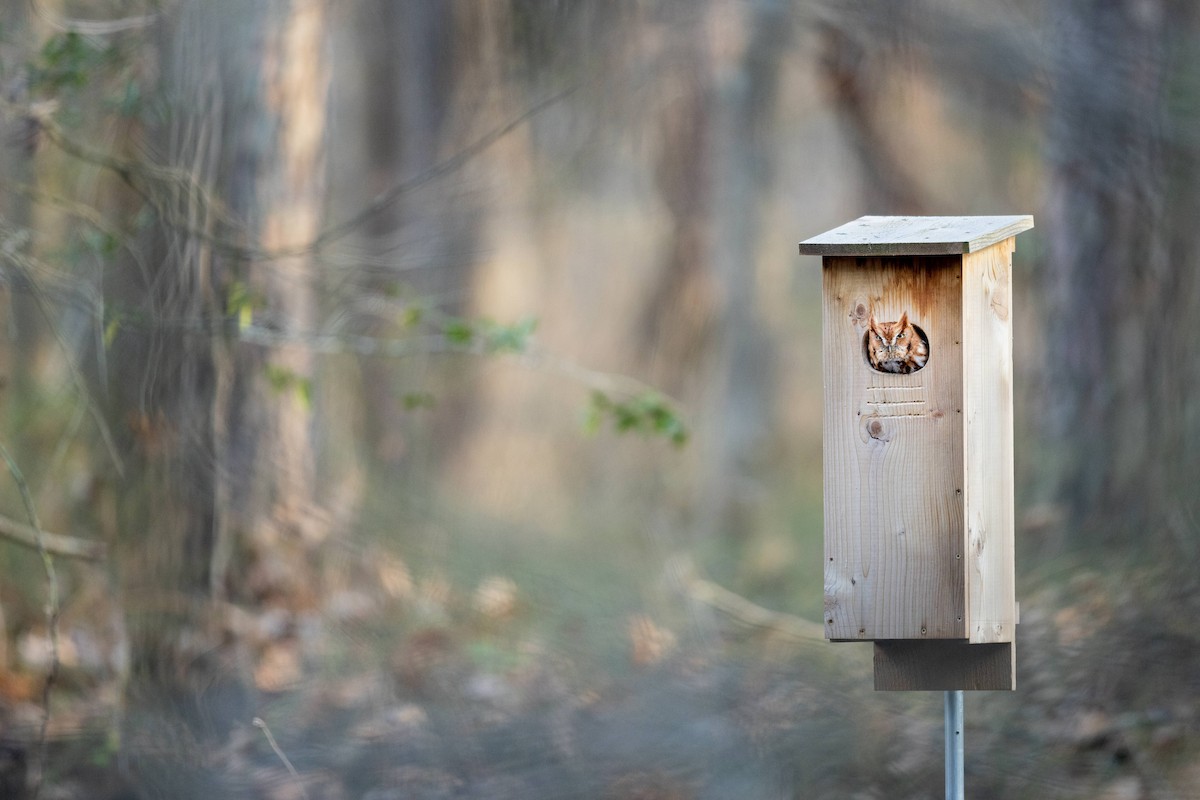 Eastern Screech-Owl (Northern) - Emma Price