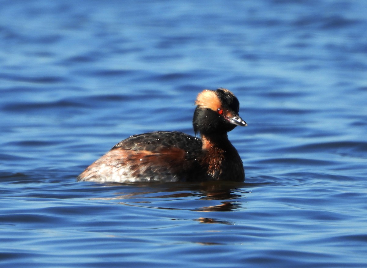 Horned Grebe - John Aleknavage