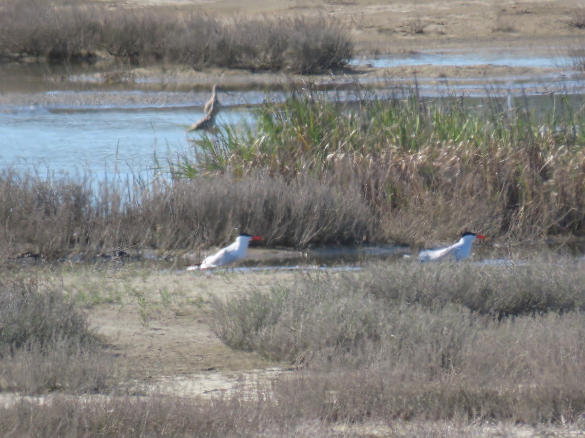 Caspian Tern - ML617077742