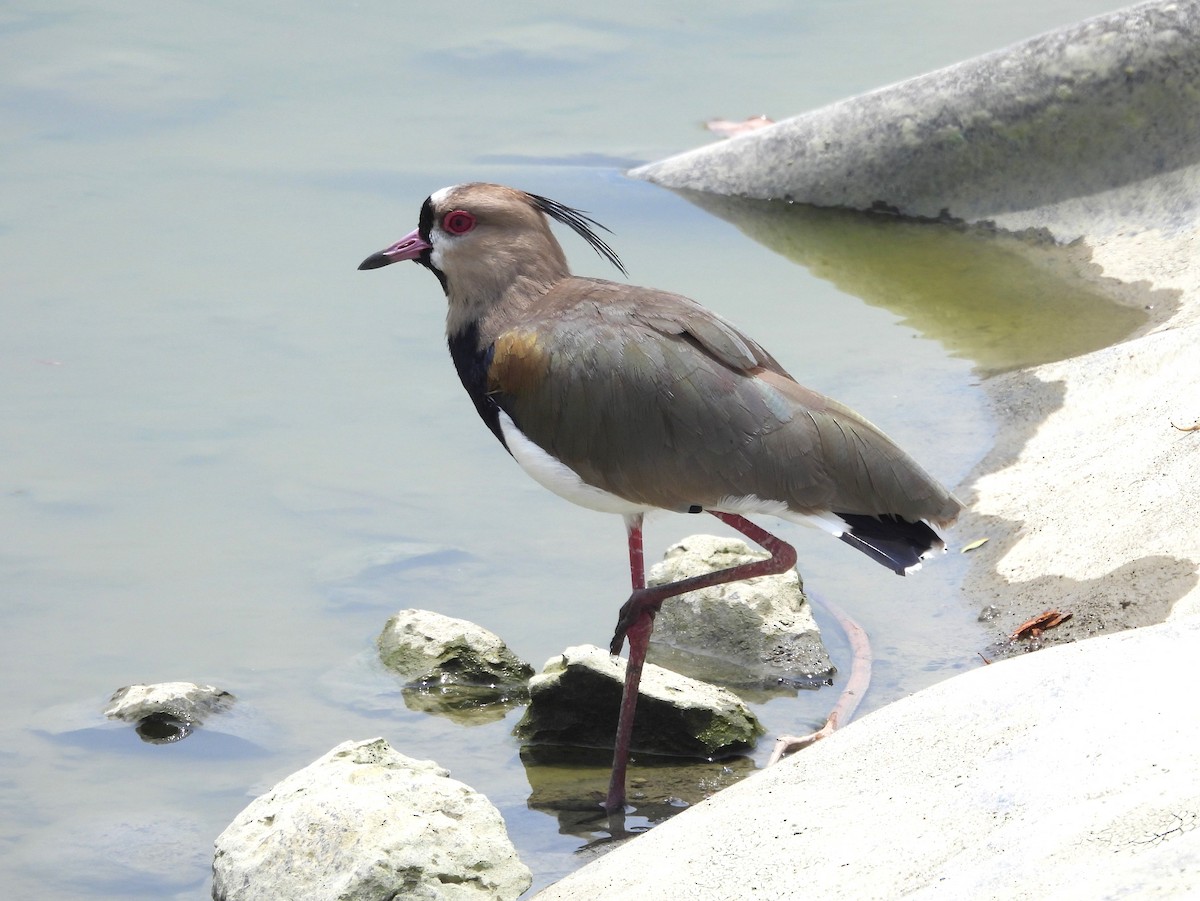 Southern Lapwing - ML617077758