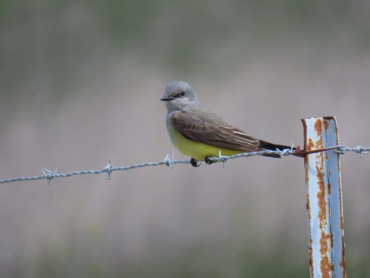 Western Kingbird - Erica Rutherford/ John Colbert