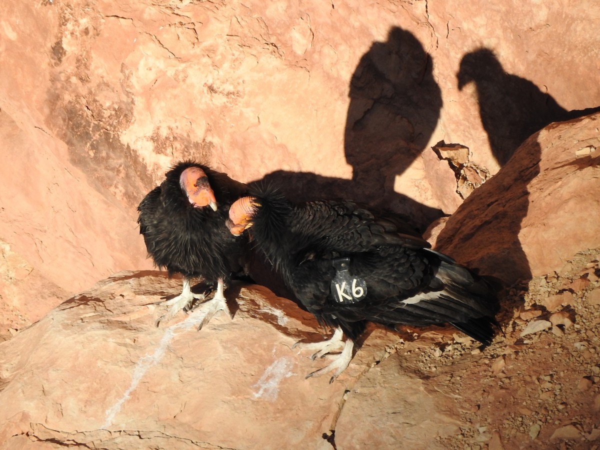 California Condor - ML617077833