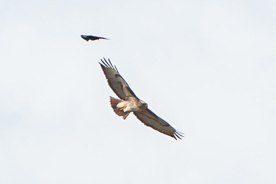 Red-tailed Hawk - ML617077851