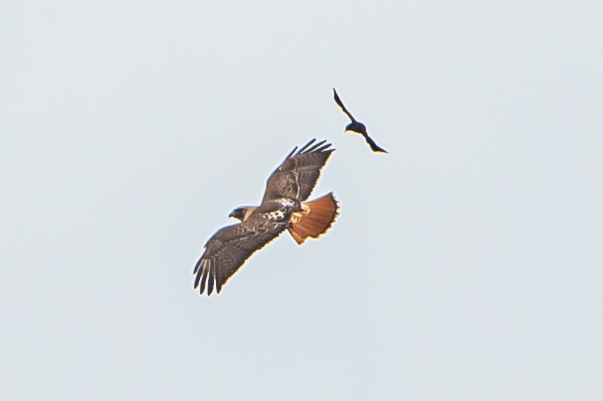 Red-tailed Hawk - ML617077852