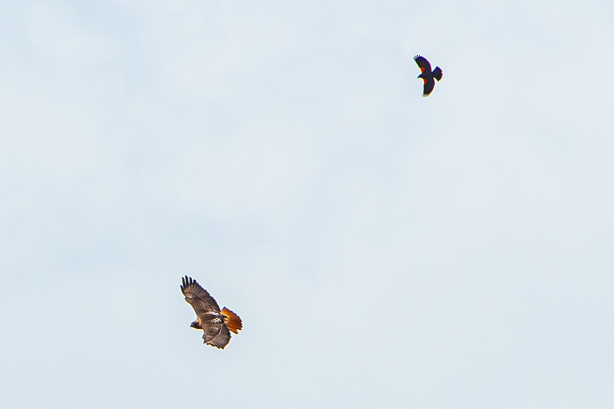 Red-tailed Hawk - ML617077853