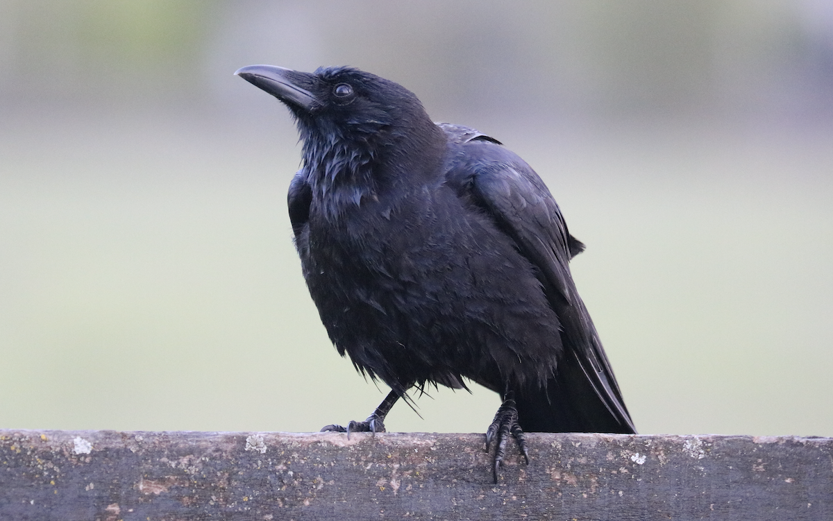 American Crow - ML617077920