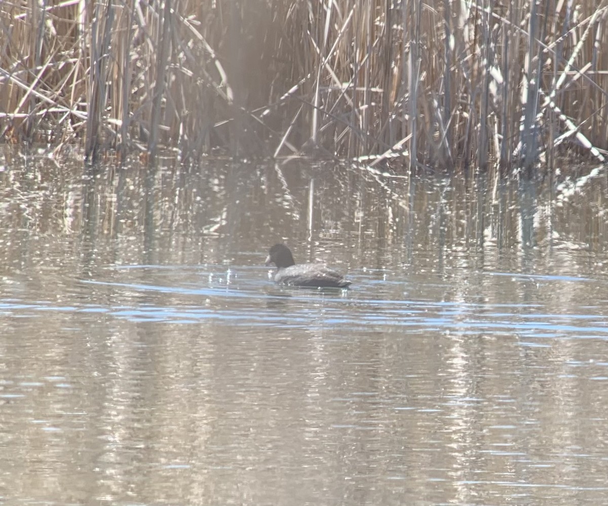 American Coot - ML617077922