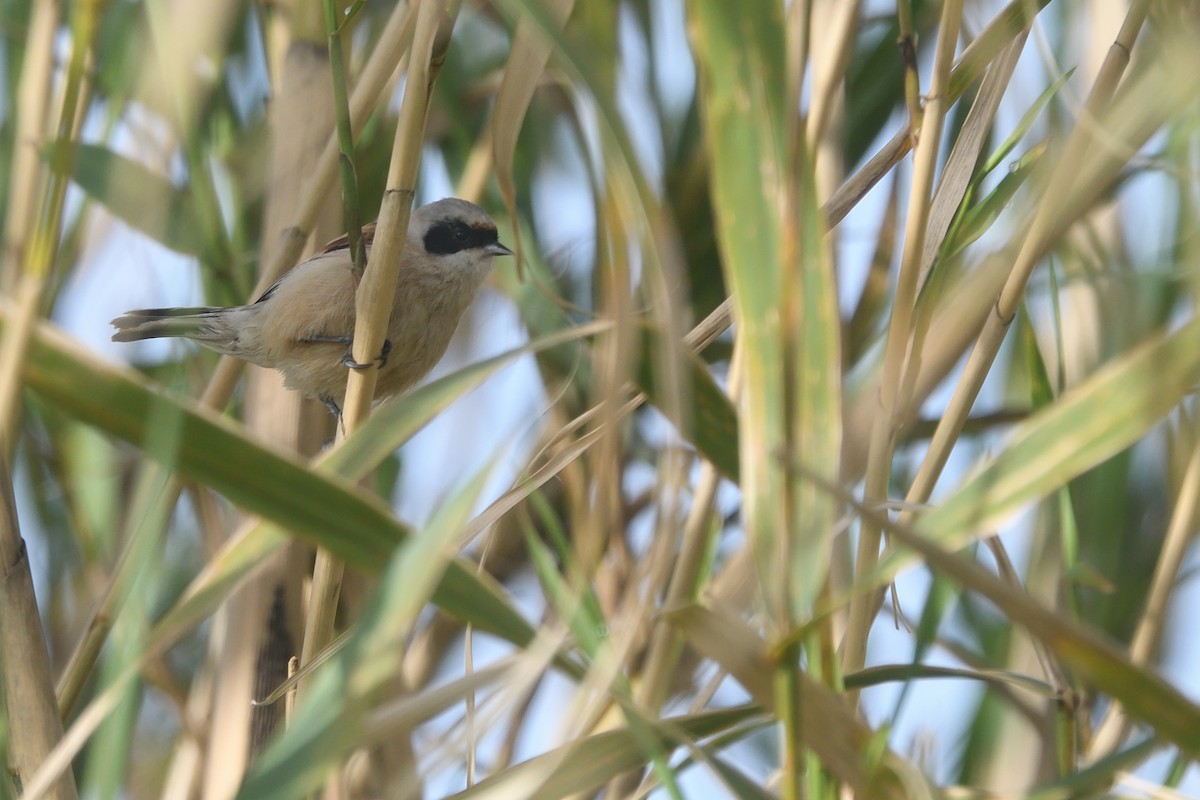 Eurasian Penduline-Tit - ML617077924