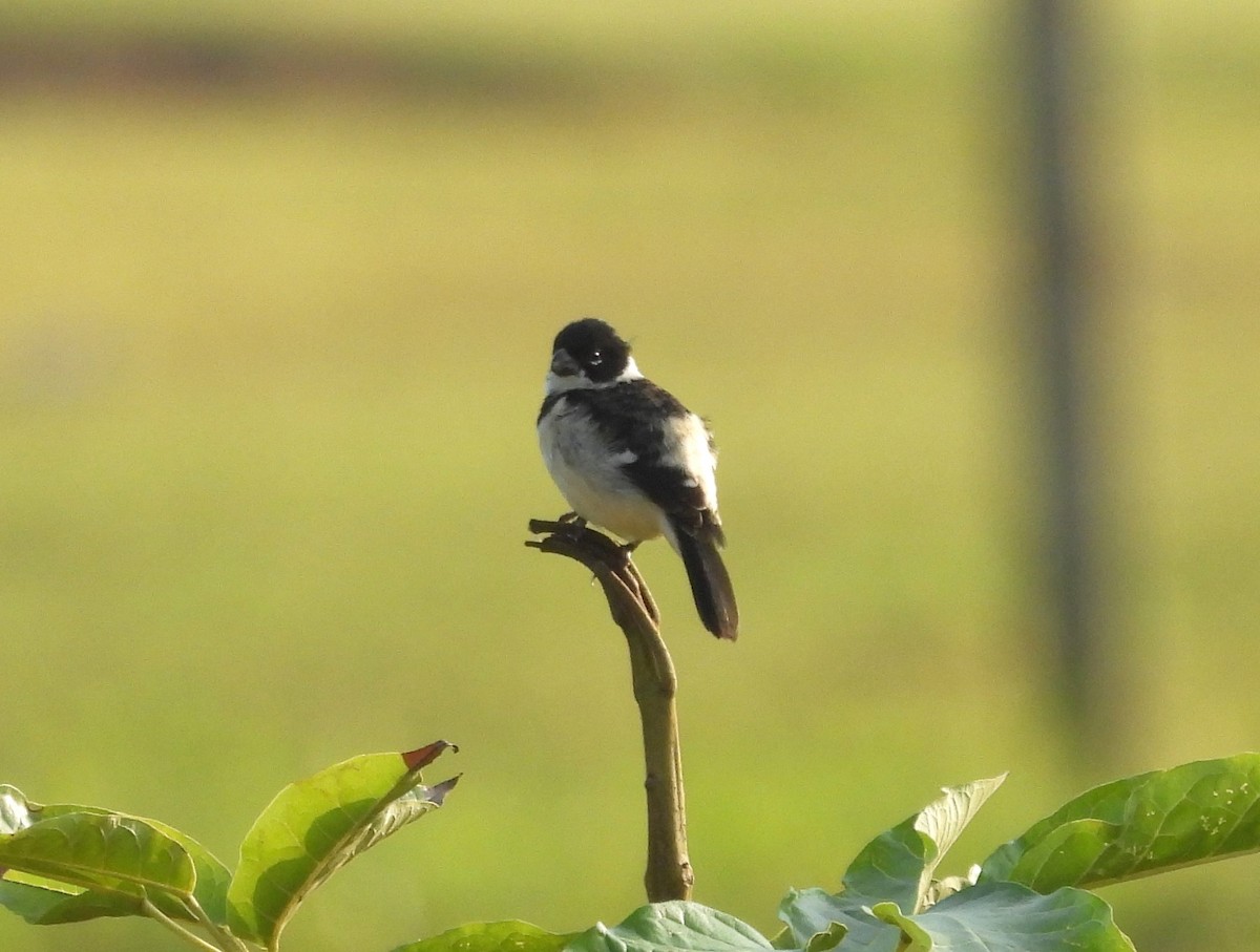 Variable Seedeater - ML617077942