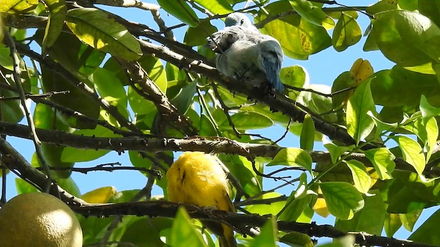 Saffron Finch - ML617077947