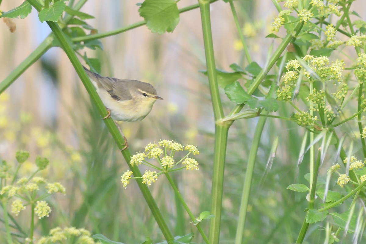 Willow Warbler - ML617077955