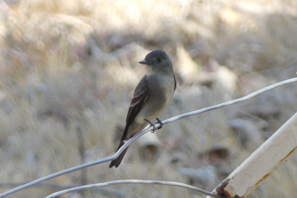 Western Wood-Pewee - ML617077980