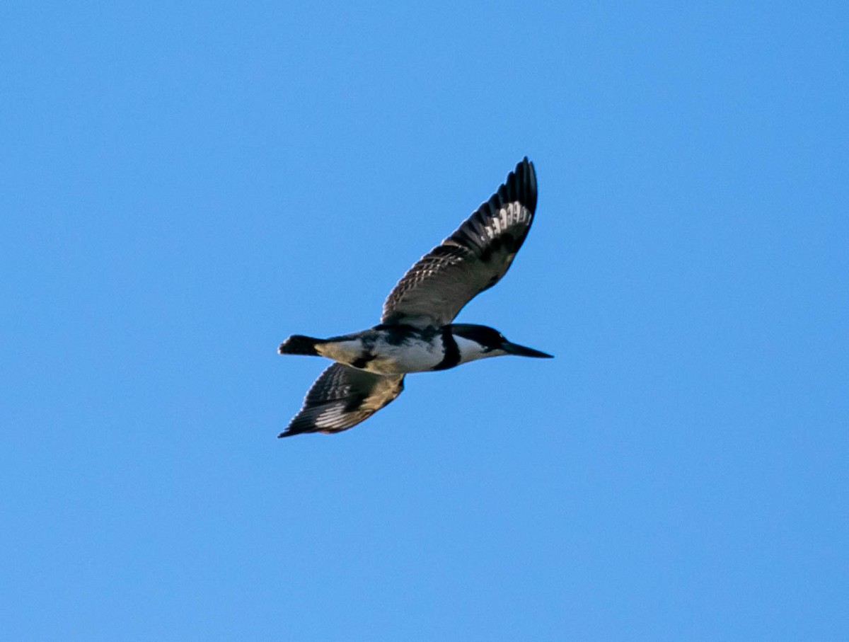 Belted Kingfisher - Larry Schmahl