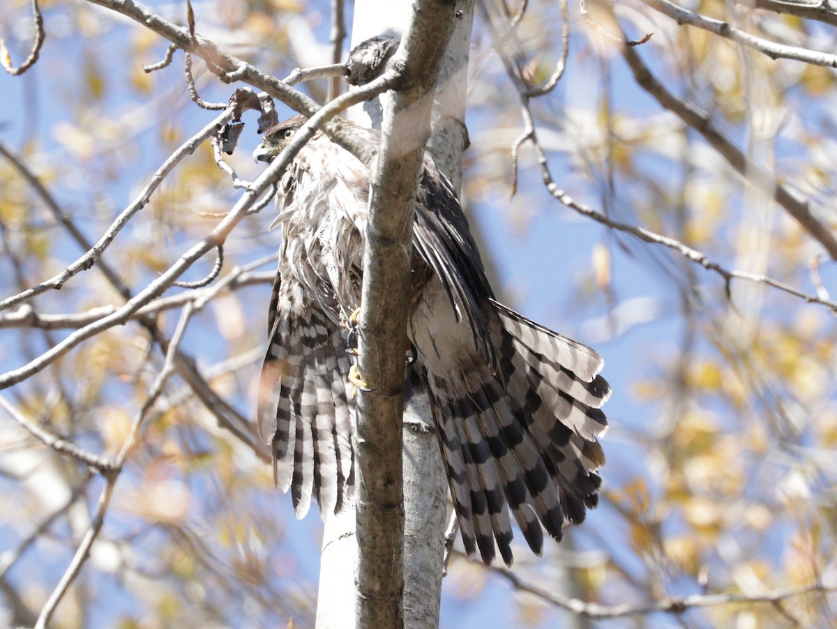 Cooper's Hawk - Sigal Blay