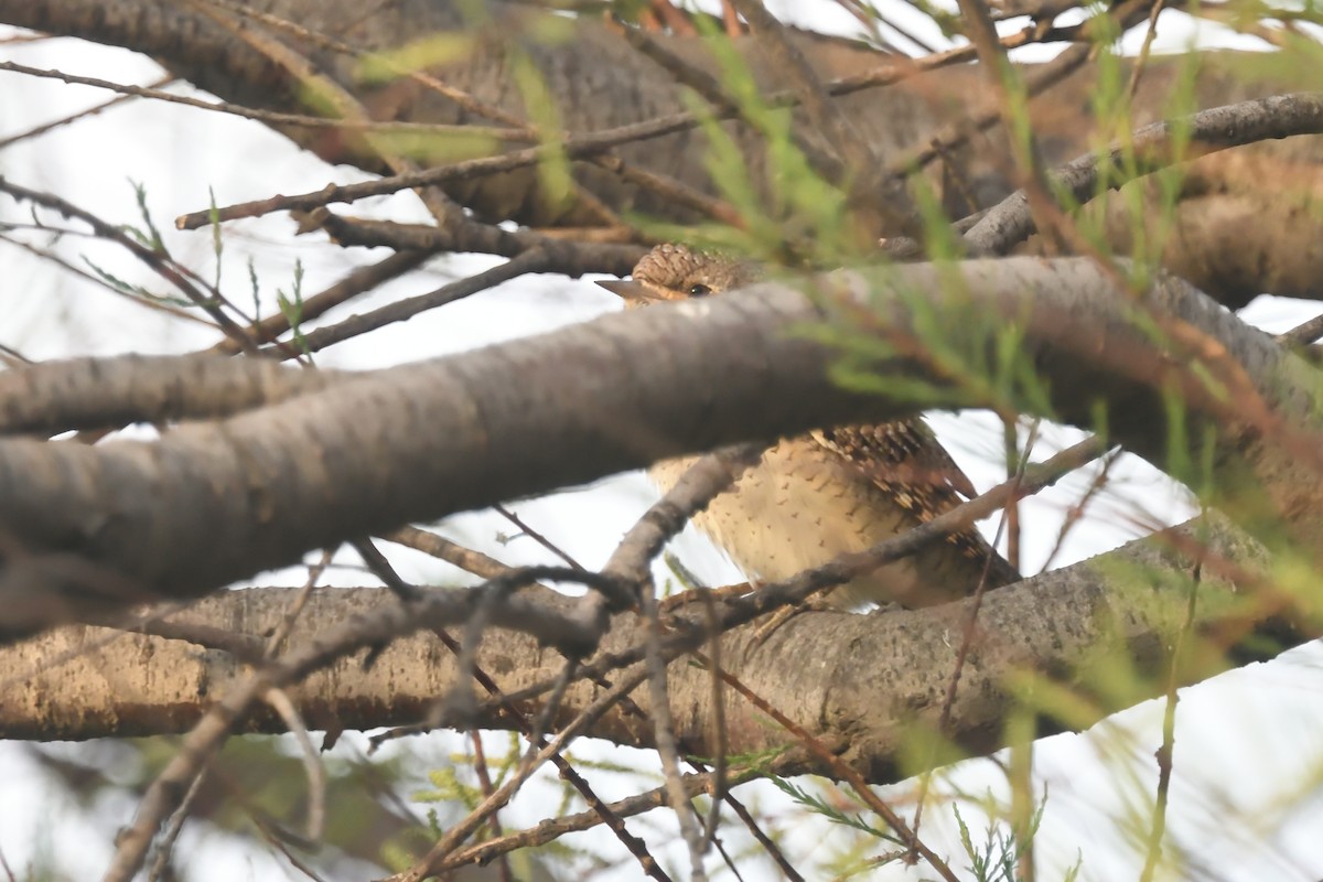 Eurasian Wryneck - ML617078137