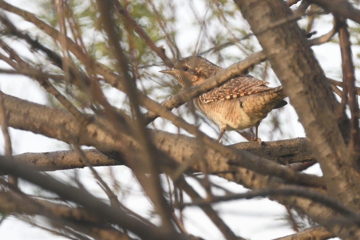 Eurasian Wryneck - ML617078138