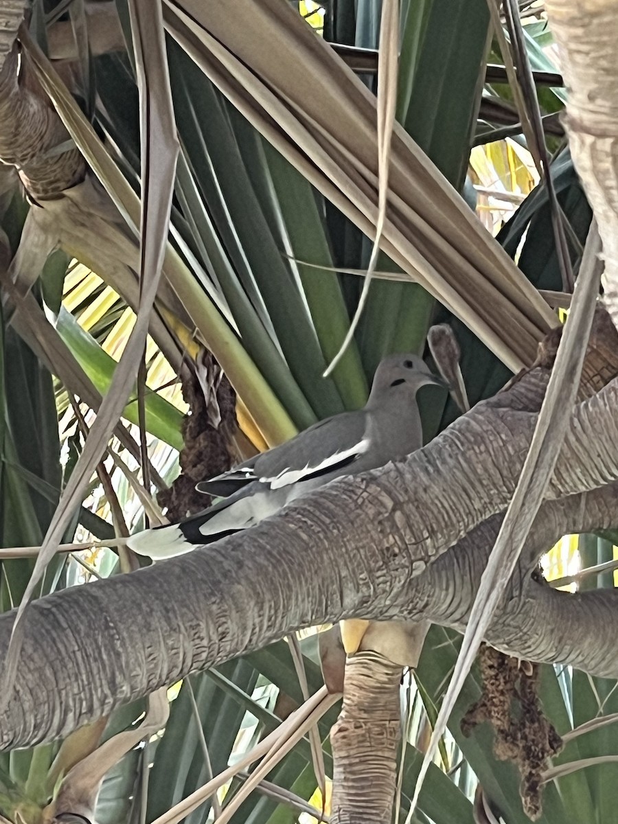 White-winged Dove - ML617078178