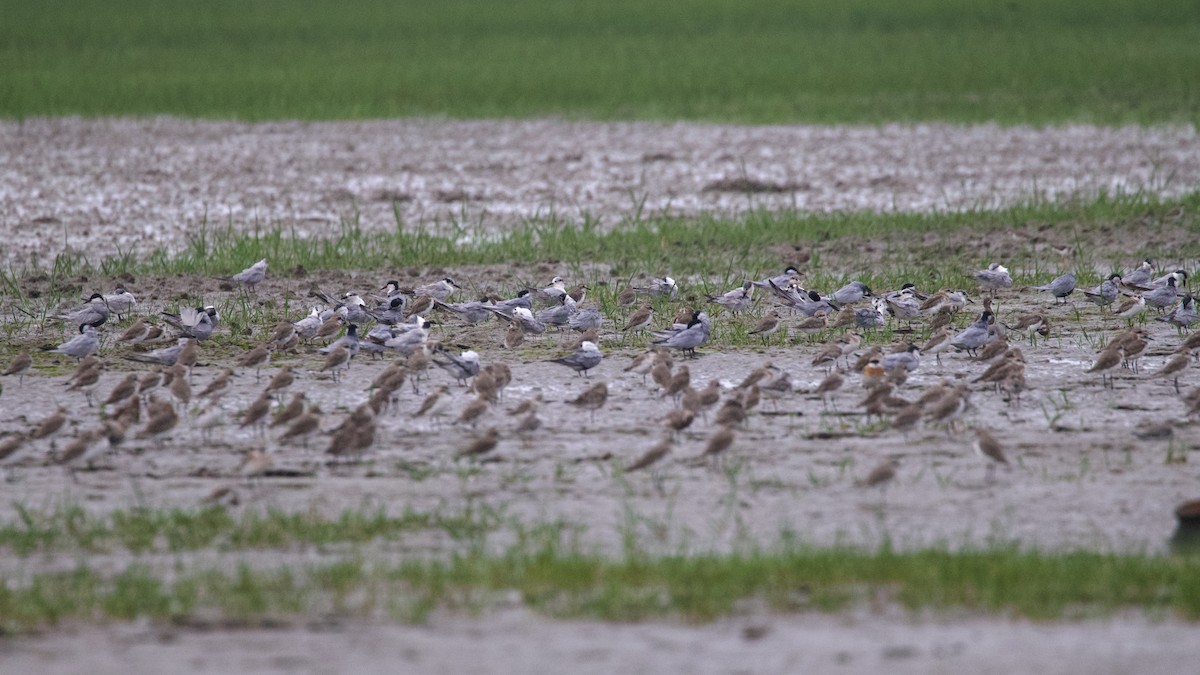 Whiskered Tern - ML617078241