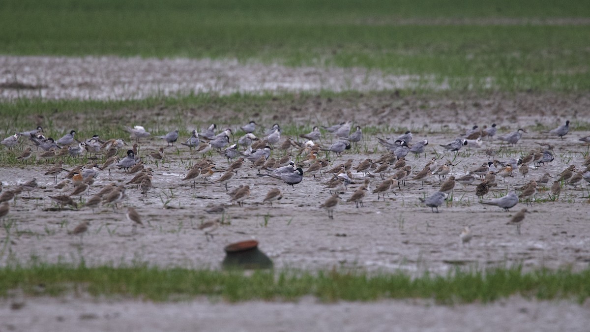 Whiskered Tern - ML617078242