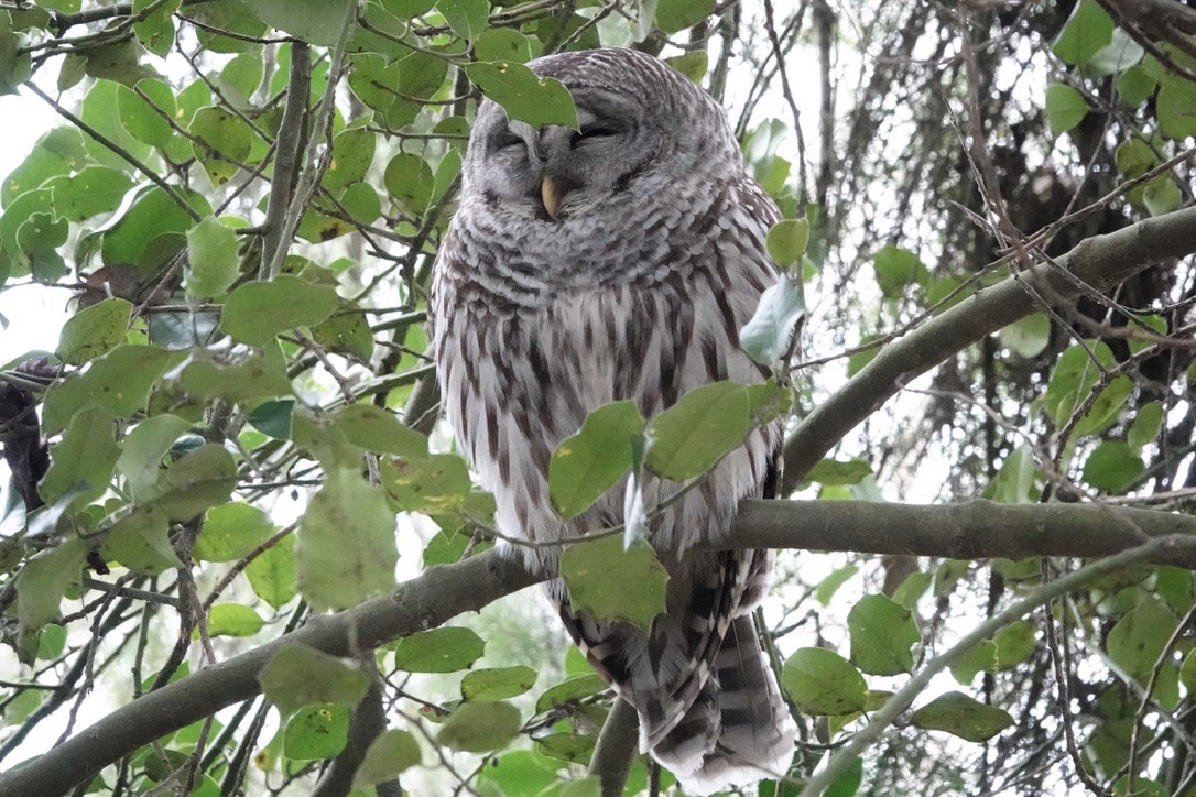 Barred Owl - Caileigh Kirkby