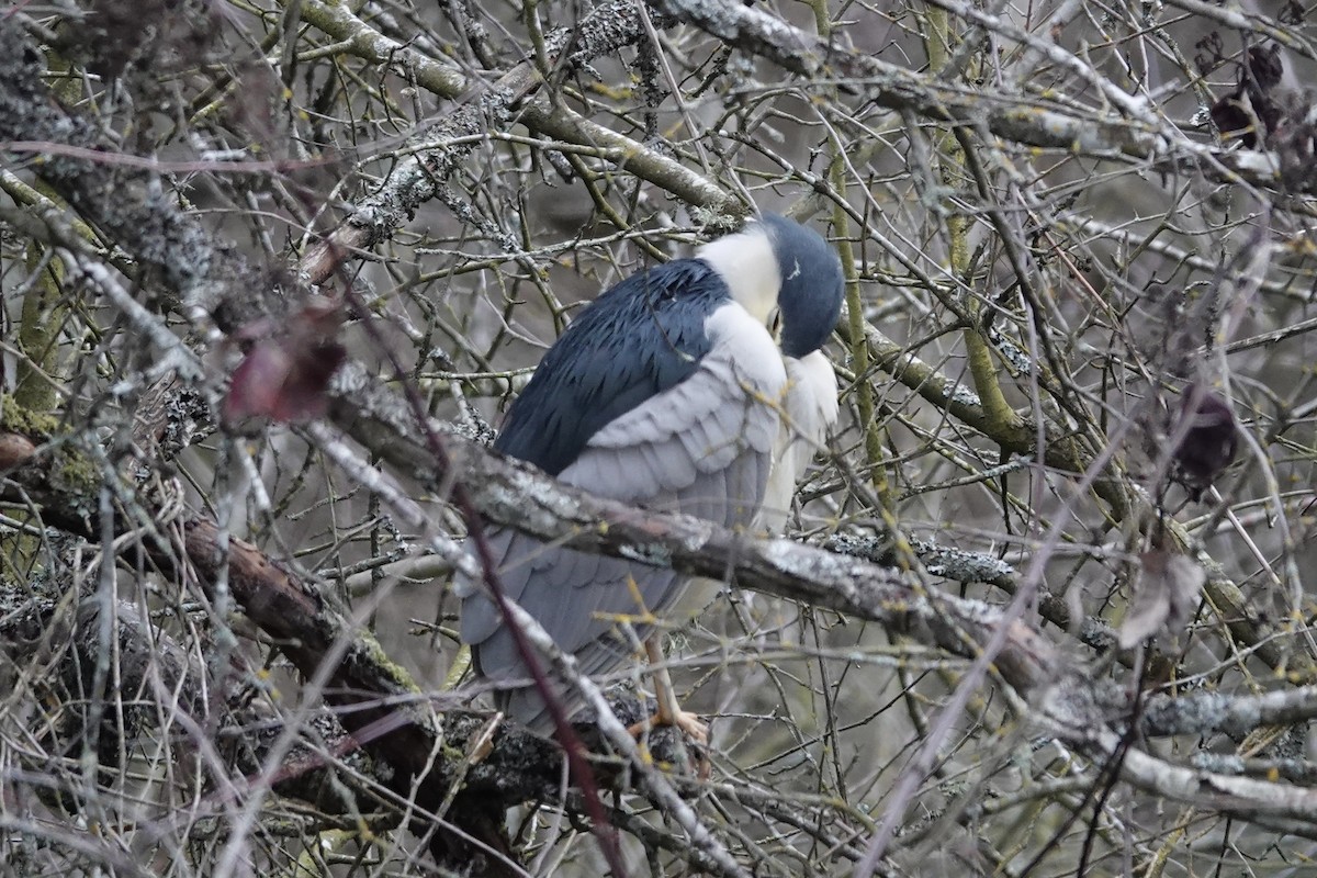 Black-crowned Night Heron - Caileigh Kirkby