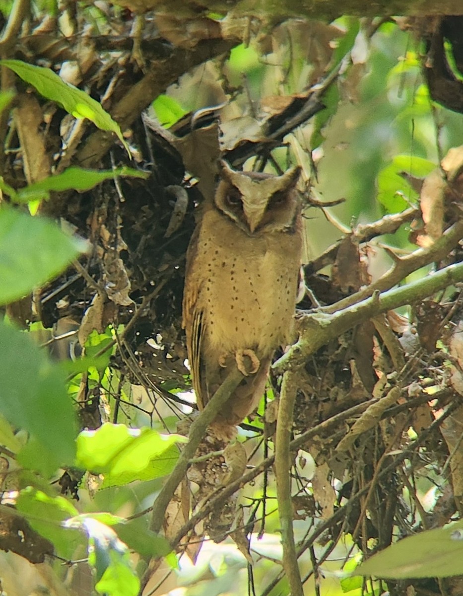 White-fronted Scops-Owl - ML617078314