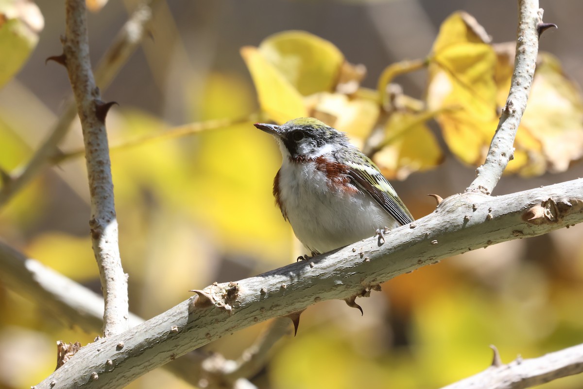 Chestnut-sided Warbler - ML617078329