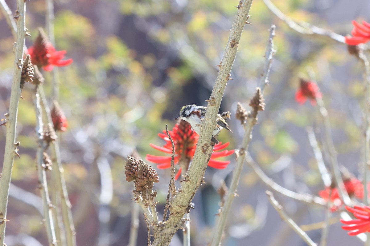 Chestnut-sided Warbler - ML617078330