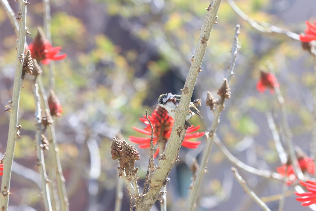 Chestnut-sided Warbler - ML617078332