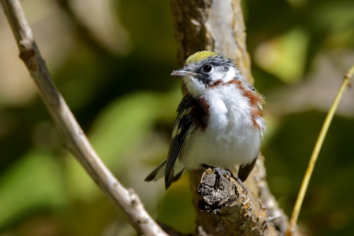 Chestnut-sided Warbler - ML617078344