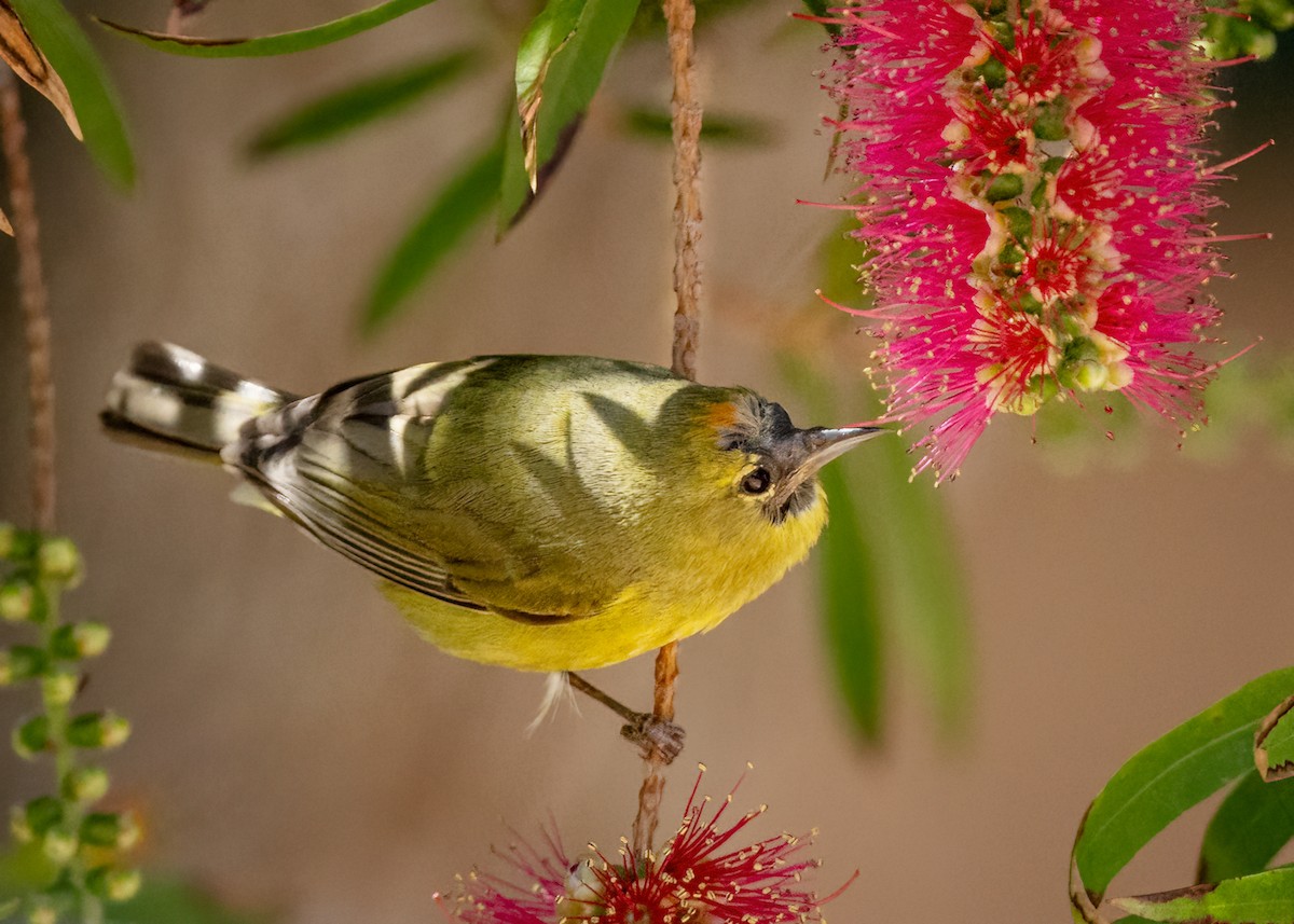 Orange-crowned Warbler - ML617078356