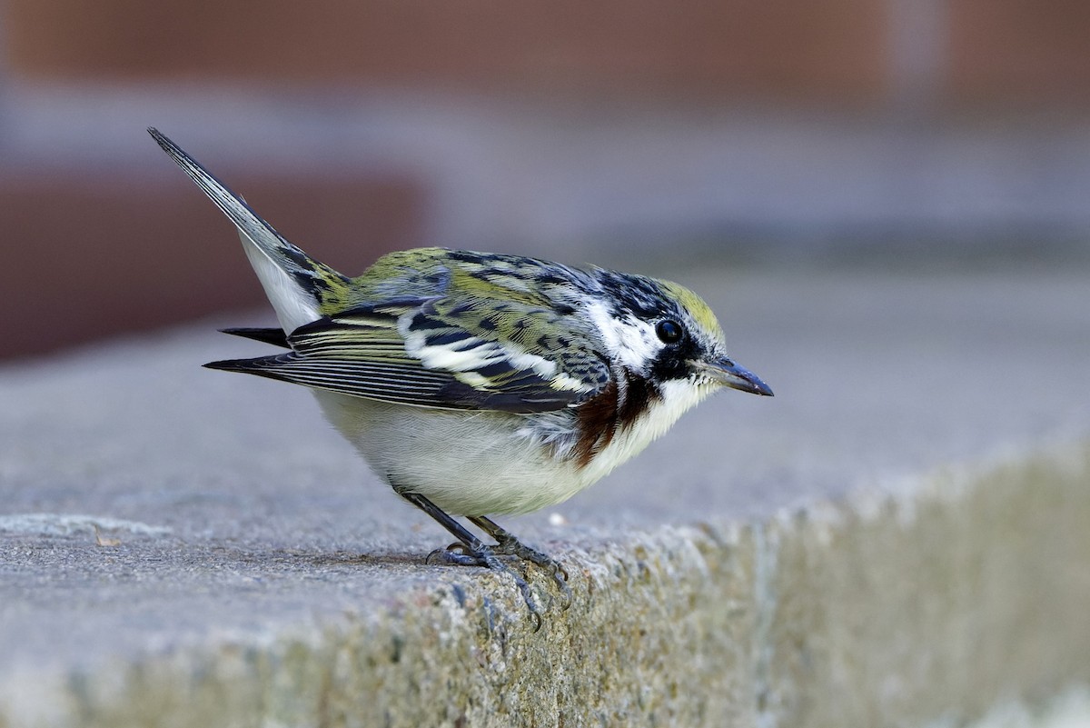 Chestnut-sided Warbler - ML617078358