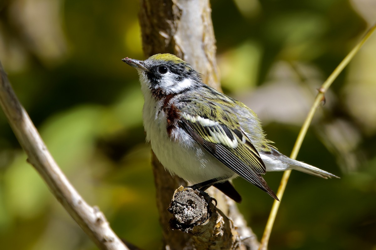 Chestnut-sided Warbler - ML617078382