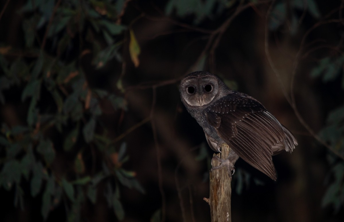 Sooty Owl (Greater) - ML617078386