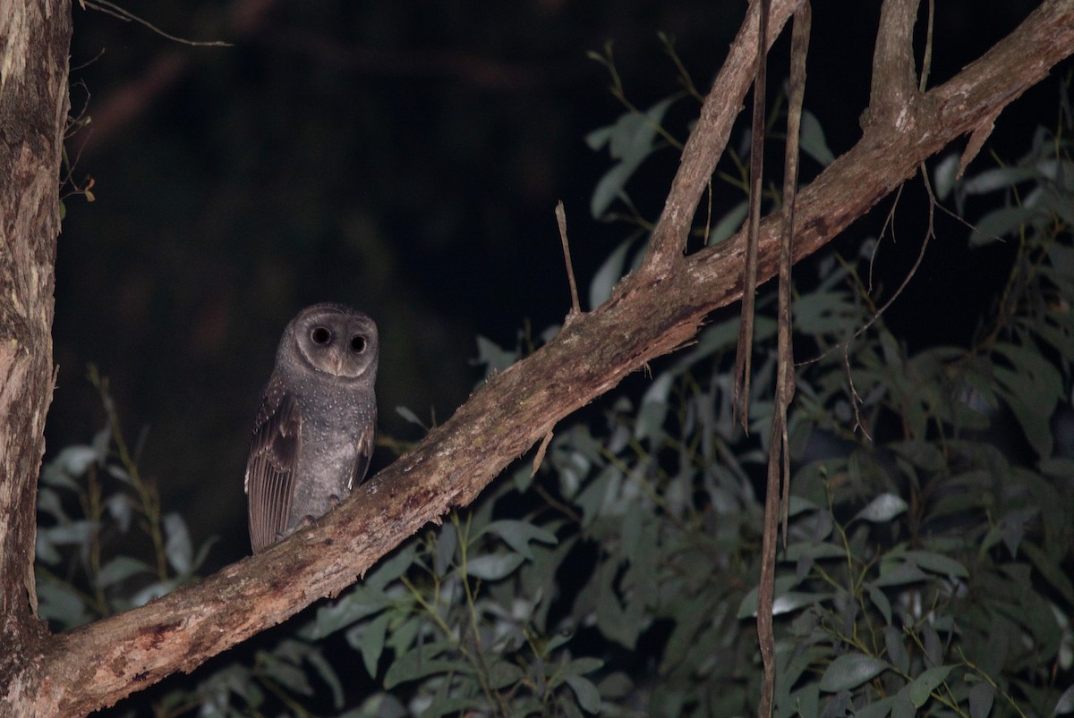 Sooty Owl (Greater) - ML617078390