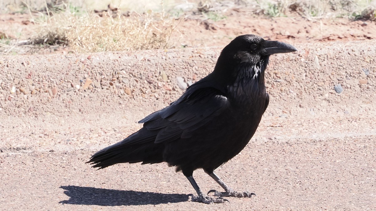 Common Raven - ML617078475