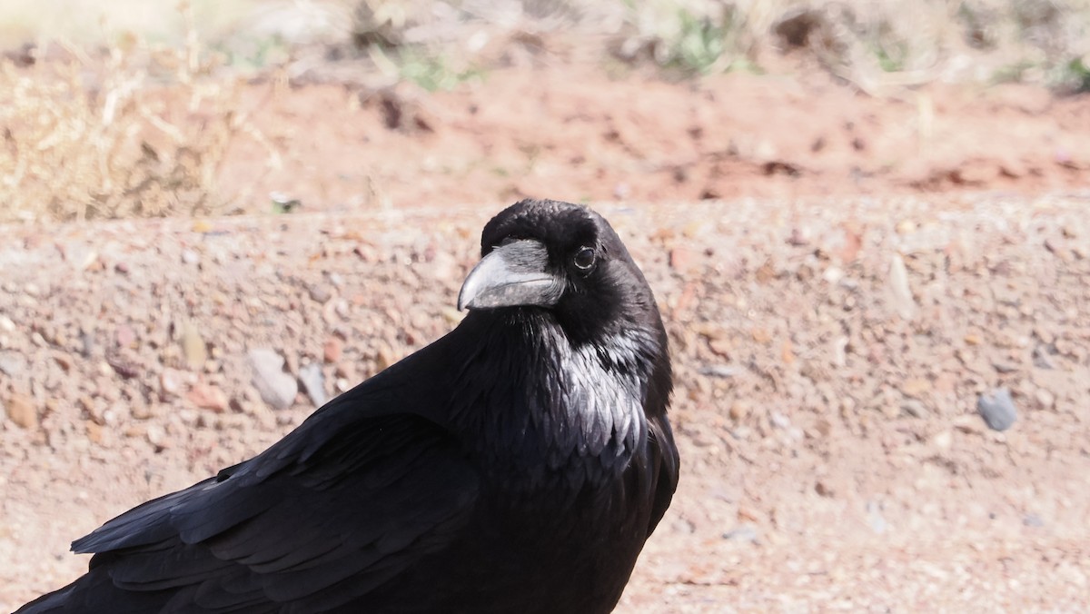 Common Raven - ML617078478