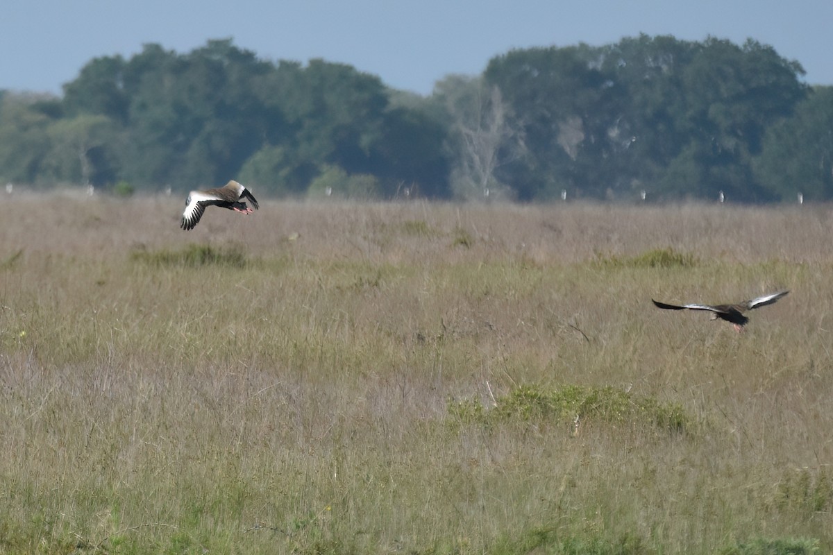 Black-bellied Whistling-Duck - Derek Hudgins