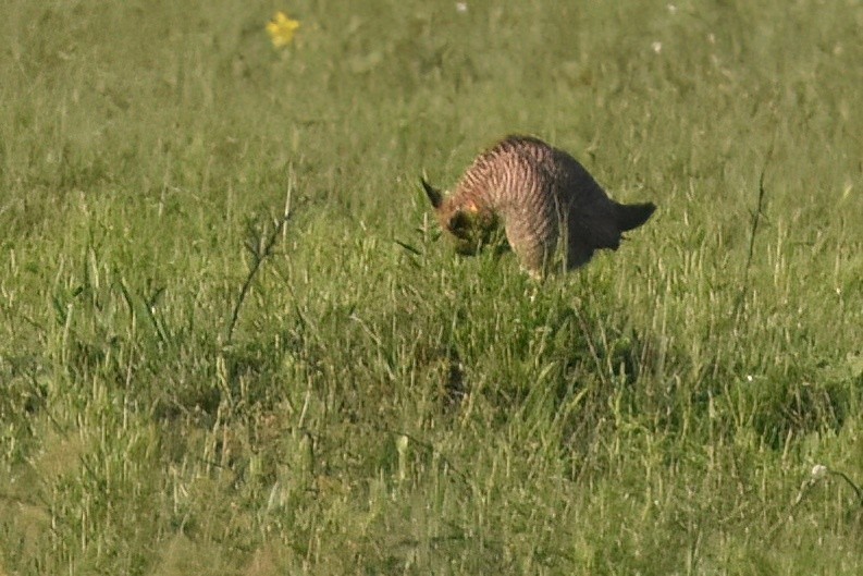 Greater Prairie-Chicken (Attwater's) - ML617078483