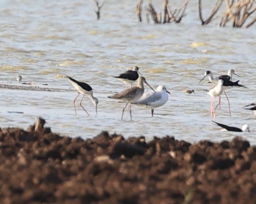 Gaviota Centroasiática - ML617078509