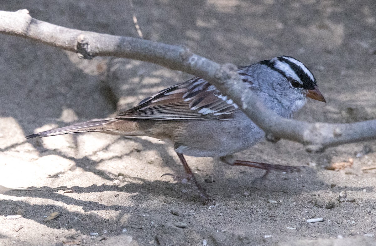 White-crowned Sparrow (Dark-lored) - ML617078535