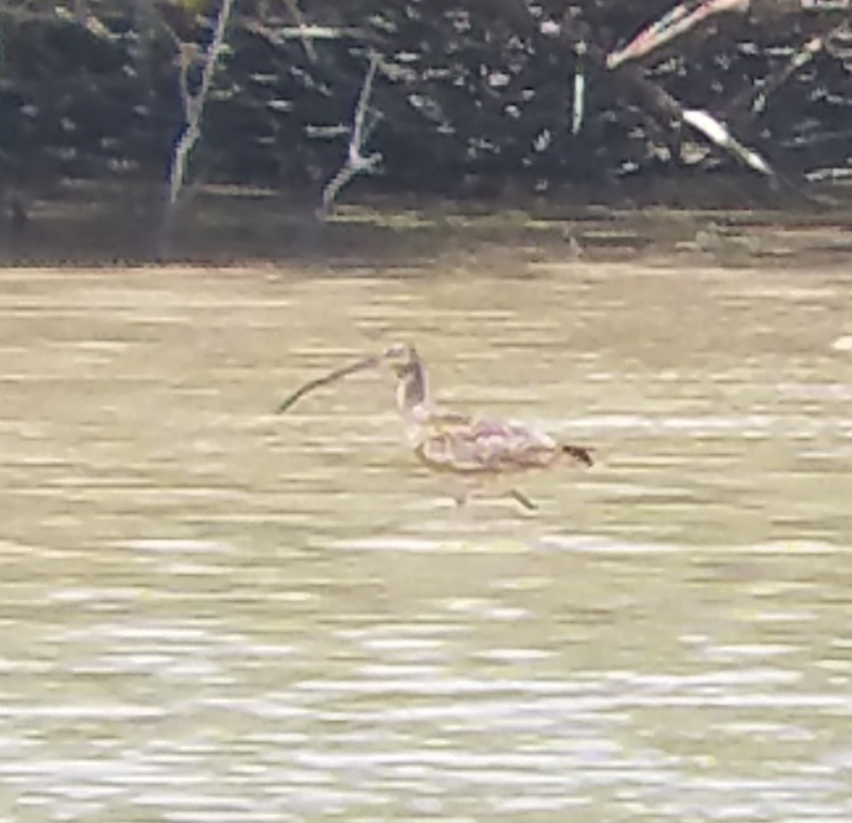 Eurasian Curlew - ML617078566